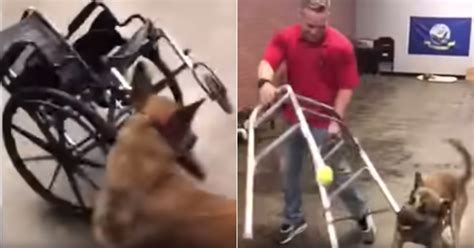 German Shepherd Fails Service Dog Test Viral Video Ps Pets