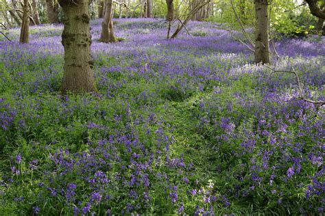 Bluebells Boxgrove Wood Sulham Derek Morgan Photos Flickr