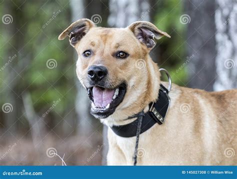 Happy Mutt Mix Breed Dog With Black Collar Stock Photo Image Of