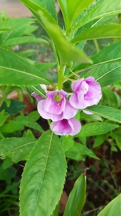 beautiful kamantigi impatiens balsamina youtube