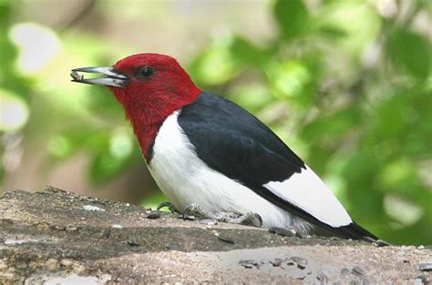 Red-headed Woodpecker Facts, Habitat, Diet, Life Cycle, Baby, Pictures