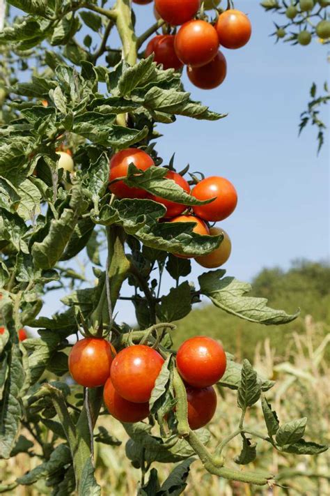 Kostenloser Versand Salattomate Freilandtomate Resibella