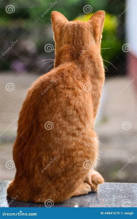 4033 Cat Back Sitting Photos Free And Royalty Free Stock Photos From