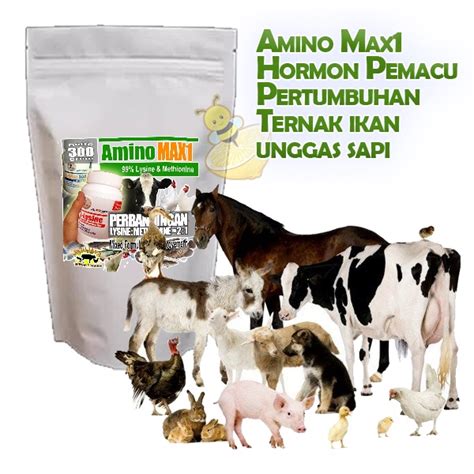 Jual Amino Max1 Hormon Pemacu Pertumbuhan Ternak Ikan Unggas Sapi