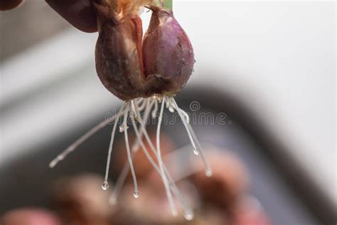 Semear Raízes De Cebola Para Estudar Células De Mitose Foto de Stock