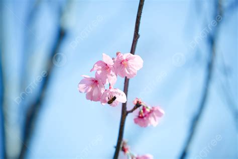 Outing Cherry Blossom Pink Romance Background Plant Stepping Into The