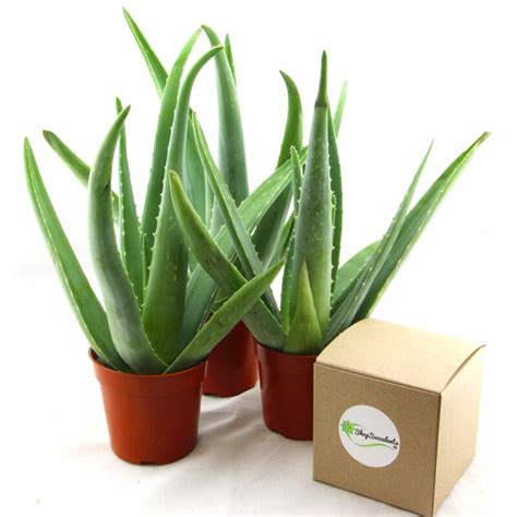 Shopsucculents Aloe Vera Pot Planter Wayfair