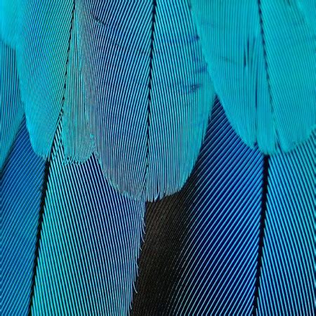 Everything You Need To Know About Feathers | Bird Academy • The Cornell Lab