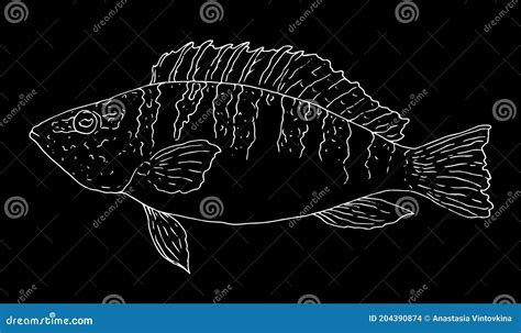 Bluefish Black Hand Drawn Realistic Outline Vector Image