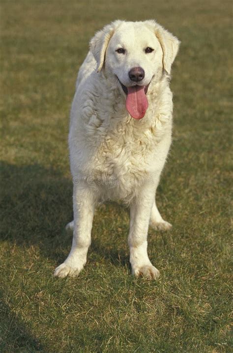 Kuvasz Dog Adult Standing On Grass Stock Photo Image Of Kuvasz