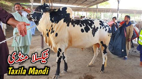 Taxila Mandi Latest Update June Fatehjangi Bulls Qurbani Bakra