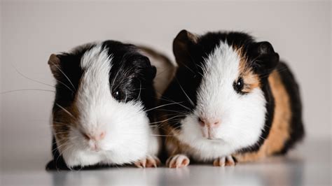 20 Fun Facts About Guinea Pigs Pethelpful