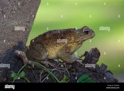 Cane Toad Parotid Glands Hi Res Stock Photography And Images Alamy