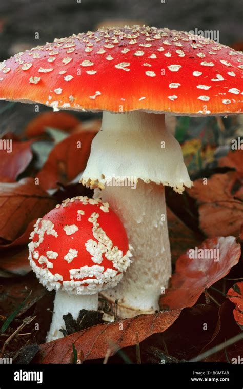 Fly Agaric Fly Amanita Amanita Muscaria Mushrooms In Different