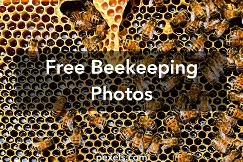 Free stock photos of beekeeping · Pexels