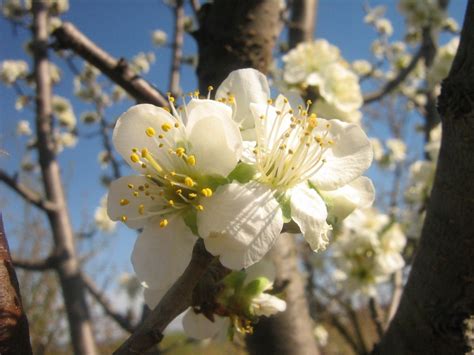 Bildet tre natur gren blomstre anlegg frukt blomst mat vår