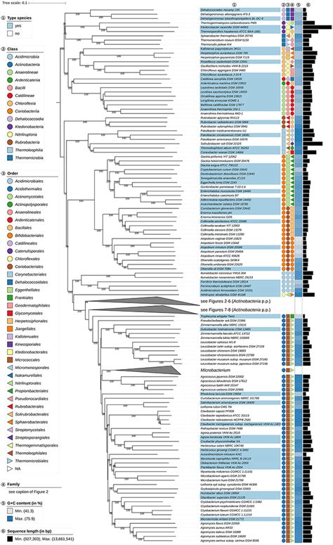 Frontiers Genome-Based Taxonomic Classification Of The, 52% OFF