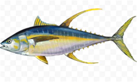 Yellowfin Tuna Fish: Characteristics, Diet, Uses