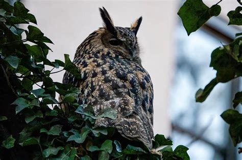 Eurasian Eagle Owl Believed To Be Flaco Spotted In New York Photos