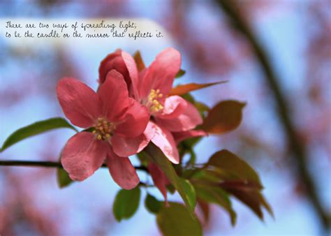 project gallery  light