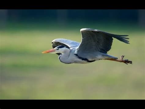 Grey Heron Flying Bird Flying Youtube