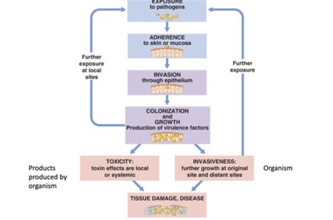 Path exam 3 pathogen infection and survival strategies Flashcards | Quizlet 