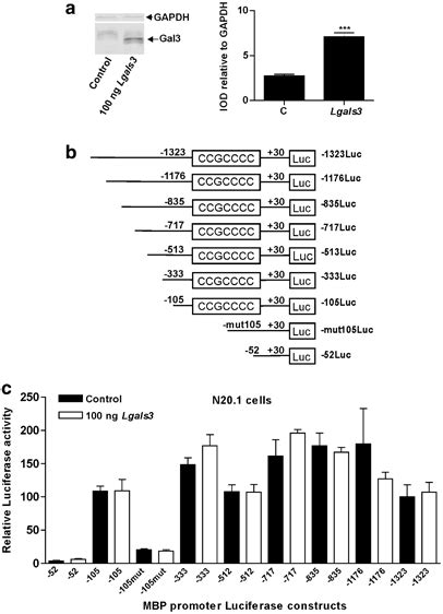 Mbp Promoter Activity In N Oligodendroglial Cell Lines