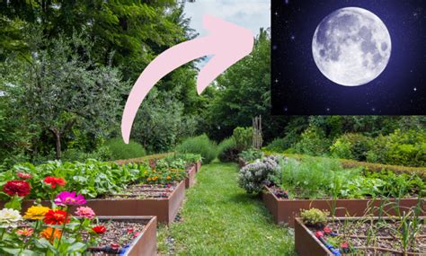 O Que Se Planta Na Lua Nova - O que plantar na lua cheia? Veja algumas opções de cultivo nesse ...
