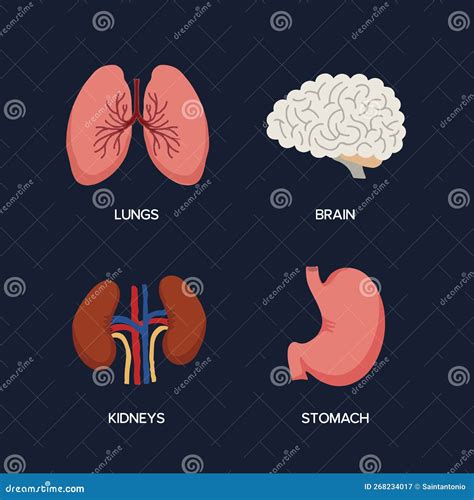 Rg Os Internos Humanos Anatomia Cartoon Partes Do Corpo C Rebro E