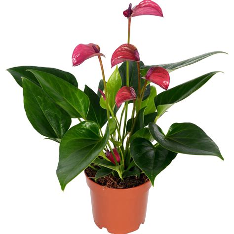 Anthurie Karma Purple Purpurrot Topf Ca Cm Anthurium Andreanum