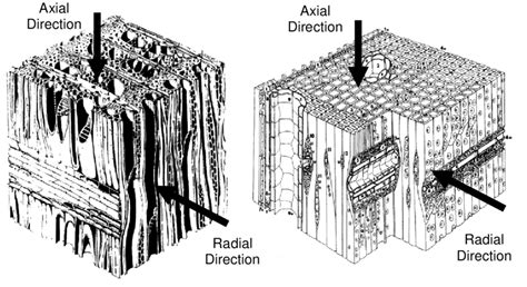 A Fiber Structure Of Hardwood Left And Fiber Structure Of Softwood