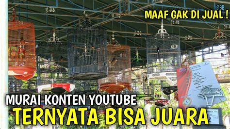 KETIKA MURAI BATU KONTEN YOUTUBE TERJUN KE GANTANGAN LATBERAN MB