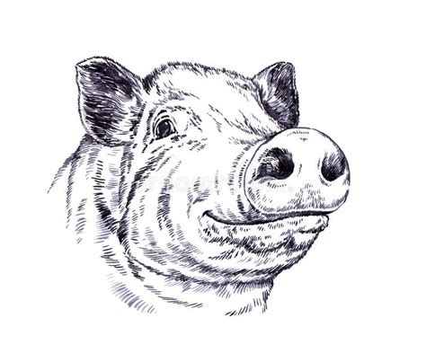 Brush Painting Ink Draw Pig Illustration Stock Illustration ...