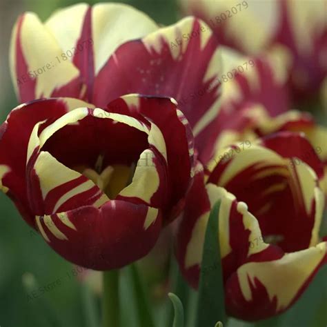 5 шт редкий цвет фиолетовый и белый двойной тюльпан луковицы бонсай ...