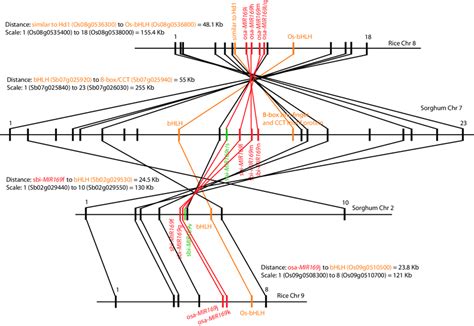 Syntenic Alignment Of Rice And Sorghum Chromosomal Segments Containing