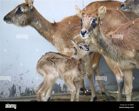 Kolmården Sweden 20200413newborn The Nile Lechwe Or Mrs Grays Lechwe