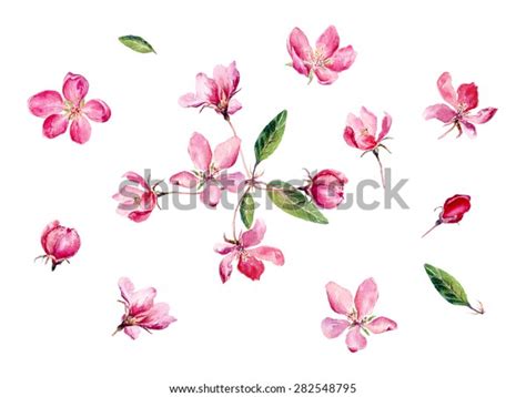 Apple Blossom Illustrations: Over 33,693 Royalty-Free Licensable Stock ...