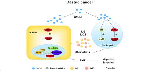 Proposed Model For The Role Of Cxcl In Gastric Cancer Metastasis High