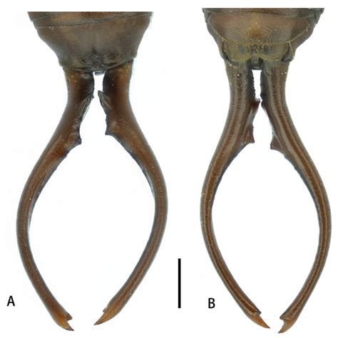 Liparura Chongqingensis Sp Nov Holotype Male Terminalia A Dorsal