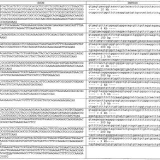 Exon-intron structure. Exon and proximal intron sequences for the ...