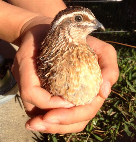 Coturnix Quail Male Vs Female