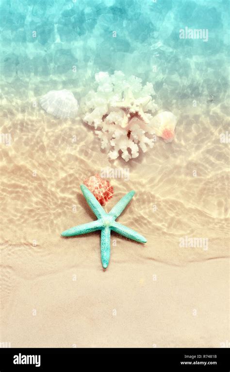 Starfish Coral And Seashells On The Summer Beach In Sea Water Summer