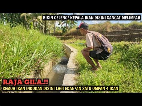 Ya Ampun Mancing Di Selokan Tengah Sawah Ikannya Melimpah Panen