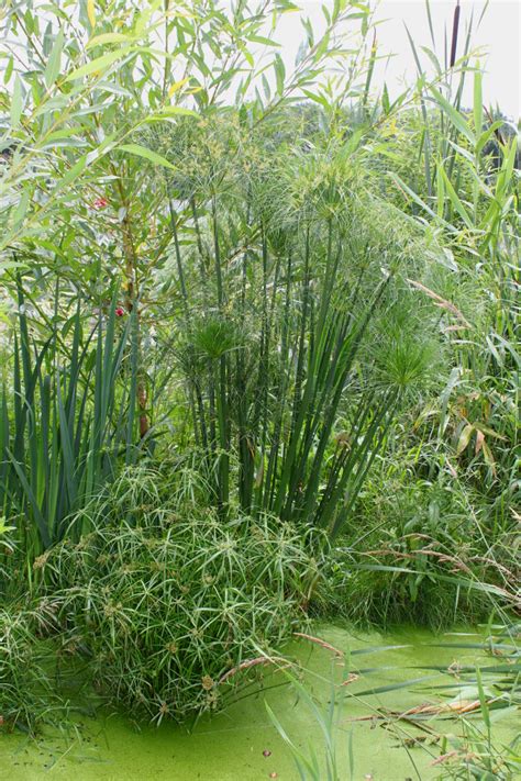 Cyperus Papyrus - Cold-hardy.com