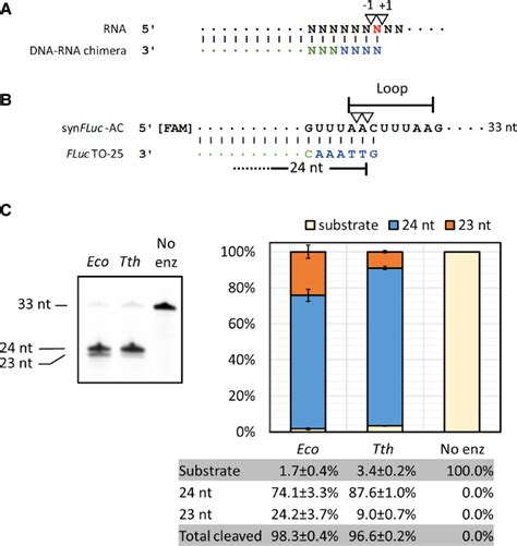 Directed Rna Cleavage With Rnase H A Previously Reported Rnase H