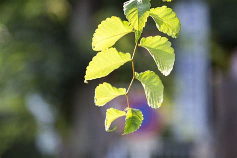 Free Images Nature Branch Sunshine Sunlight Leaf Flower Summer