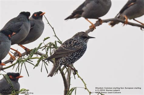 Common starling: Sturnus vulgaris | Photo Span