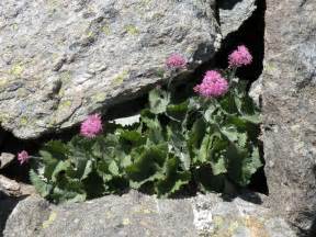 FLEURS EN SAVOIE COEUR TOUT VERT