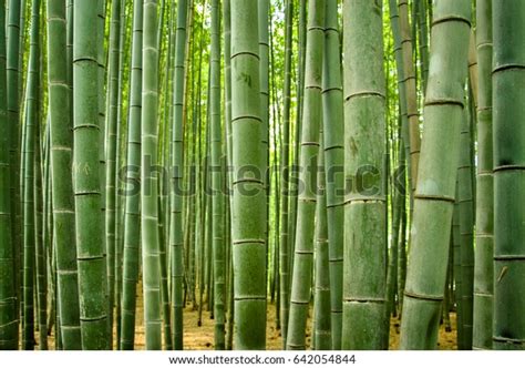 Bamboo Forest Japan Closeup Stock Photo (Edit Now) 642054844