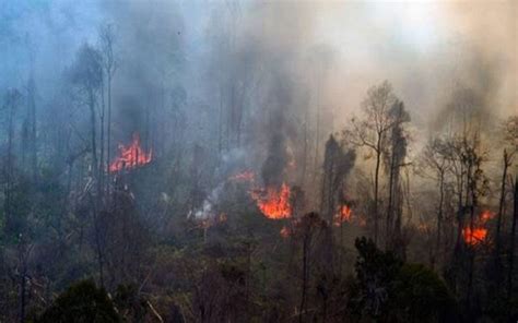 10 Titik Panas Terdeteksi Di Kaltim Ini Sebaran Wilayahnya News On